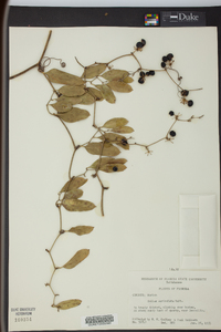 Smilax auriculata image