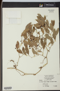 Smilax auriculata image