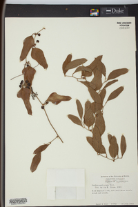 Smilax auriculata image