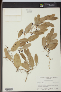 Smilax havanensis image