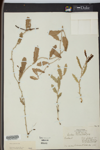 Smilax havanensis image