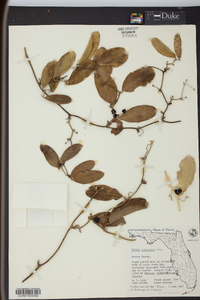 Smilax havanensis image