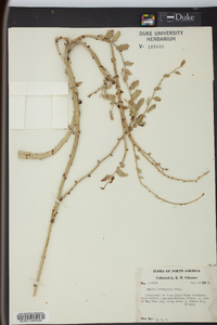 Smilax havanensis image