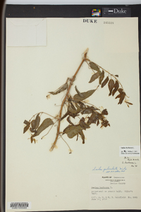 Smilax herbacea image