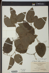 Smilax tamnoides image