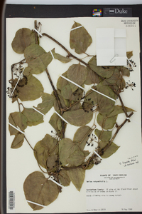 Smilax tamnoides image