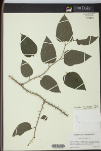 Smilax tamnoides image