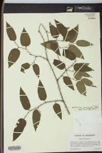 Smilax tamnoides image