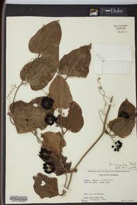 Smilax tamnoides image