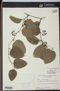 Smilax tamnoides image