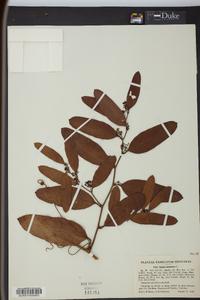 Smilax laurifolia image