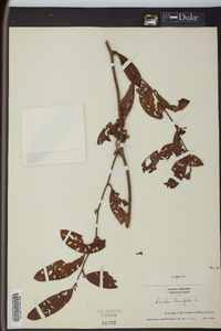 Smilax laurifolia image