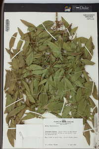 Smilax laurifolia image