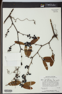 Smilax laurifolia image