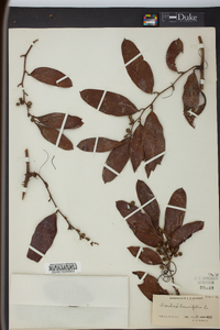 Smilax laurifolia image