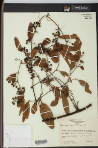 Smilax laurifolia image