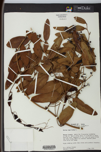 Smilax laurifolia image