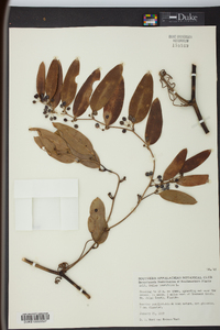 Smilax laurifolia image