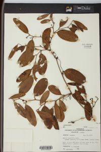 Smilax laurifolia image