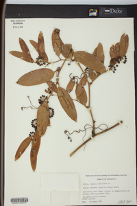 Smilax laurifolia image