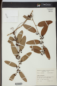 Smilax laurifolia image