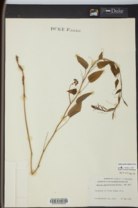 Smilax pulverulenta image