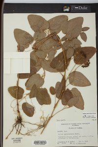 Smilax pulverulenta image