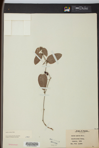 Smilax pumila image