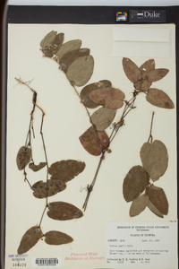 Smilax pumila image