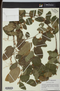 Smilax pumila image