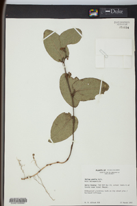 Smilax pumila image