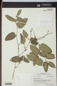 Smilax pumila image