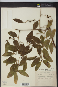 Smilax smallii image