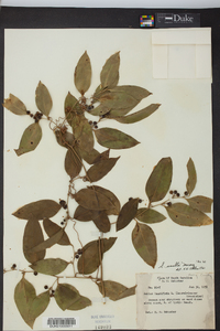 Smilax smallii image