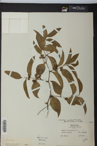 Smilax smallii image