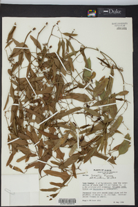 Smilax smallii image