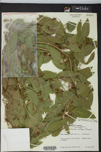 Smilax smallii image