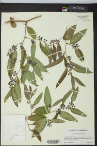 Smilax smallii image