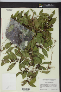 Smilax smallii image