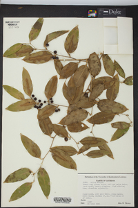 Smilax smallii image