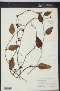 Smilax walteri image