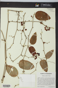 Smilax walteri image