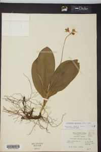 Clintonia borealis image