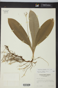 Clintonia borealis image