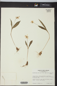 Erythronium umbilicatum image