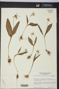 Erythronium umbilicatum image