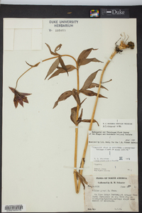 Lilium grayi image