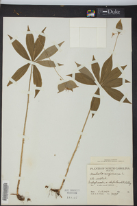 Medeola virginiana image