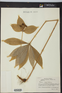 Medeola virginiana image