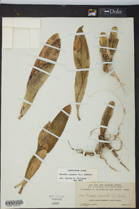 Brassia caudata image